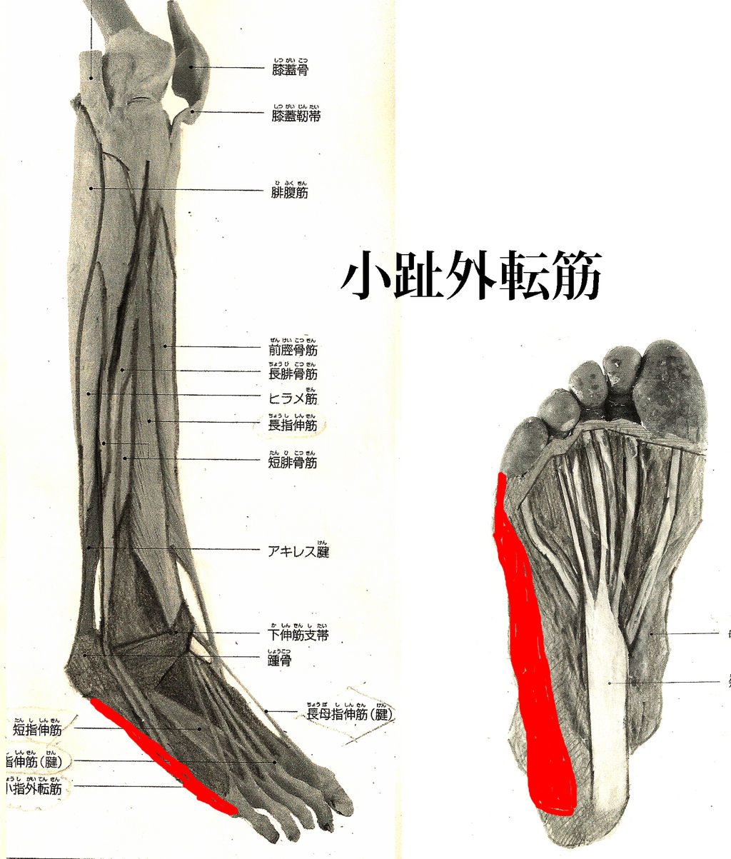 小趾外転筋 しょうしがいてんきん タニノ クリスチ 研究所 資料室