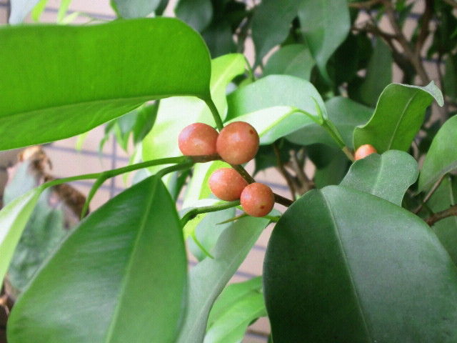 ベンジャミンゴムの実 谷口高司 タマシギ のいきいき日記