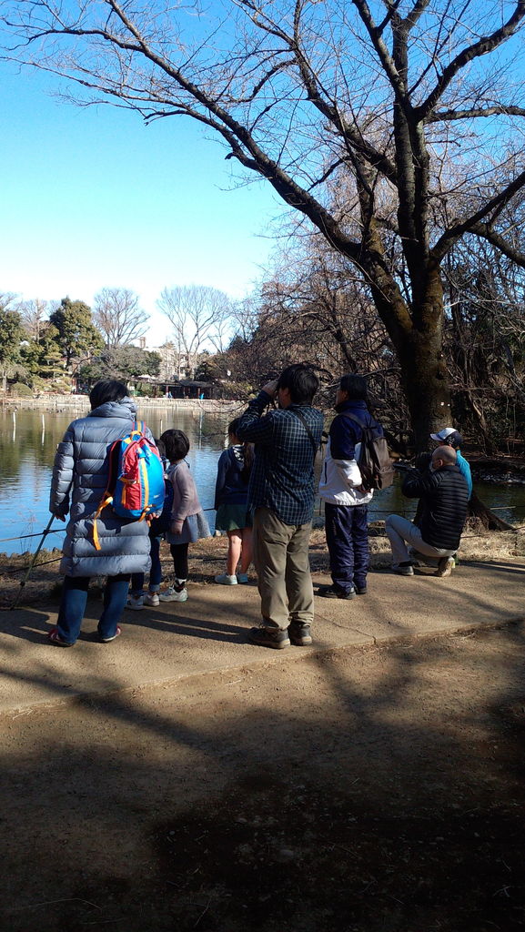 善福寺北児童館 バードウォッチング 谷口高司 タマシギ のいきいき日記