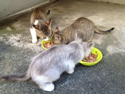 3cc25886126ed263c8764cdab5551473