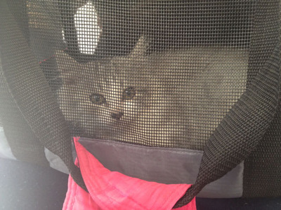 4cfe56e798a74bb8caaea1b7cdcda935