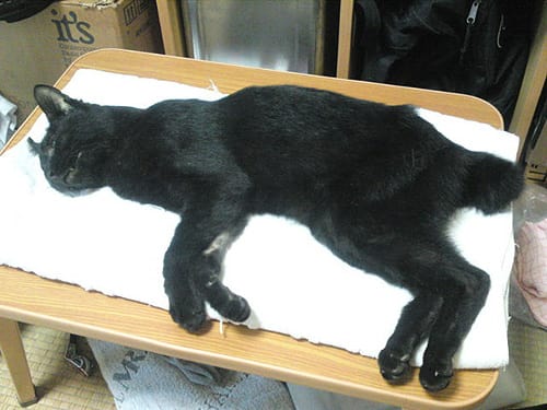 14bce420bea26c0ba5ef92ebd0617e12