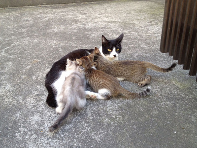 4d8a21b363f86f5c69d6ab1b8c160d03