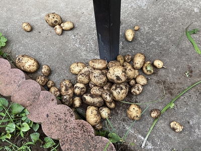 ジャガイモを作ろう22 たにし大記録