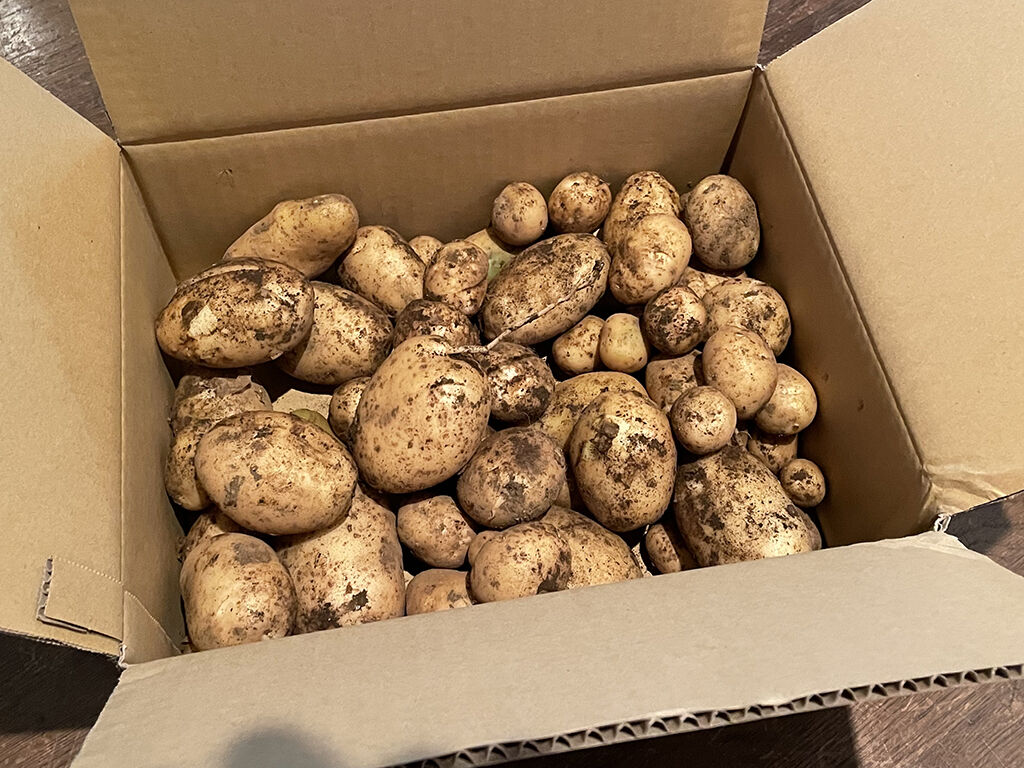 ジャガイモを作ろう22 たにし大記録