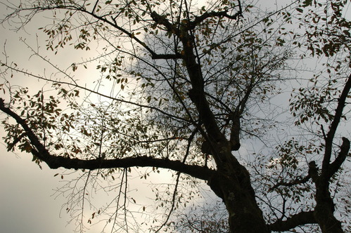 20061105_111637