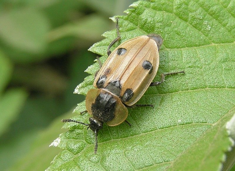 バカツネ尾根で(フタリシズカ・ワニグチソウ・ヨツボシヒラタシデムシ) : 道南の山と花・蝶・鳥2