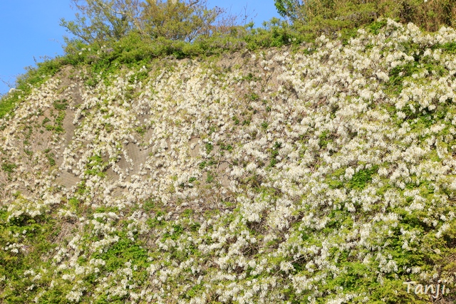 02　野蒜、白いフジの花が生えた岩、宮城県東松島市 TANJI