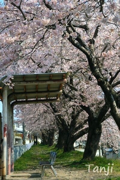 01 96 2007 桜画像、バス停「山の寺一丁目公園前」バス通りの桜並木、宮城県仙台市、Tanji.jpg