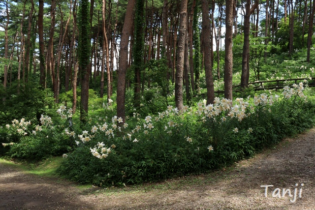 02 96 自生ヤマユリ群生地,昭和万葉の森,宮城県大衡村