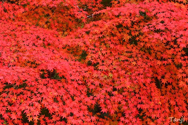 01　宮城県大崎市市民憩いの森の紅葉風景秋、仙台観光ブログ
