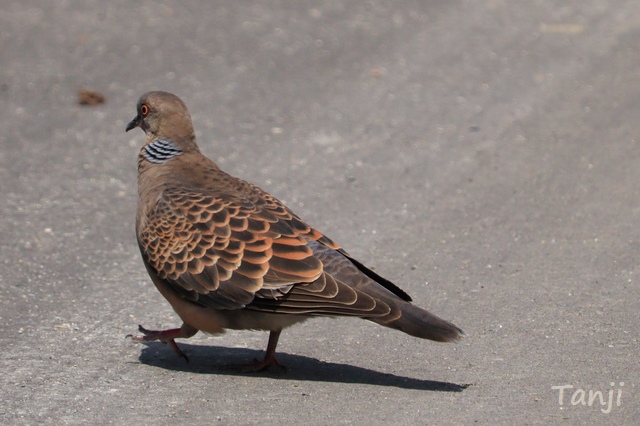 03 キジバト雉鳩Kiji-bato、宮城県松島町・雄島、画像