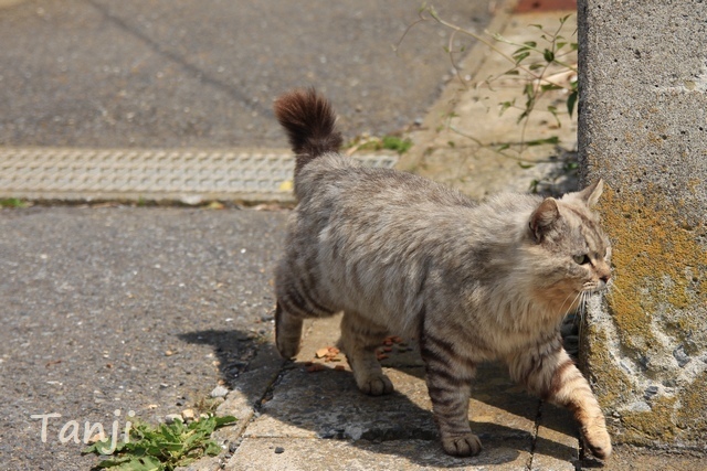 06 画像、猫島、田代島、宮城県、Tashiro-jima、Cat islands、Japan.jpg