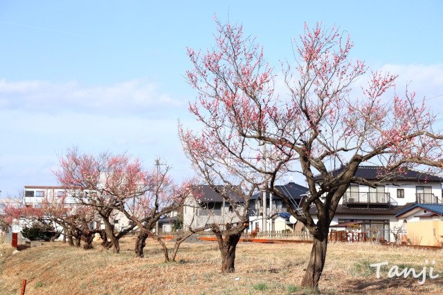 角田駅 のウメ並木 宮城県角田市 仙台人が仙台観光をしているブログ