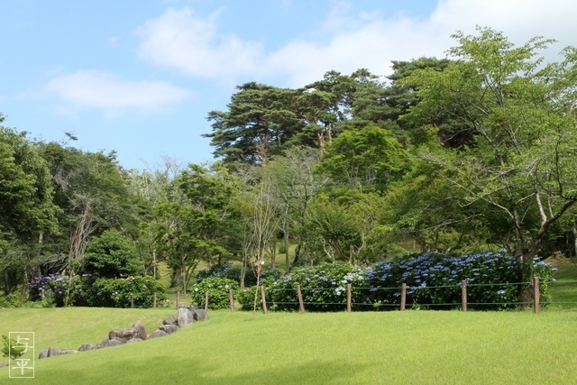 アジサイ（紫陽花）、大獄山興福寺観音堂、宮城県登米市南方町、画像、仙台人が仙台観光をしてるブログ、与平