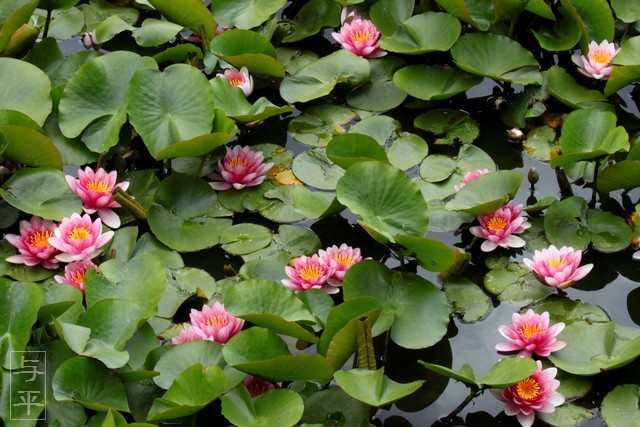 四季彩苑・宮城県・大衡村・すいれんの池・スイレンの花・画像・仙台人が仙台観光をしてるブログ・与平・jpg