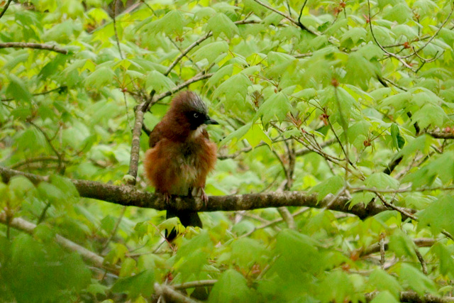 【カケス】川渡温泉・白糸の滝にいた野鳥｜宮城県大崎市