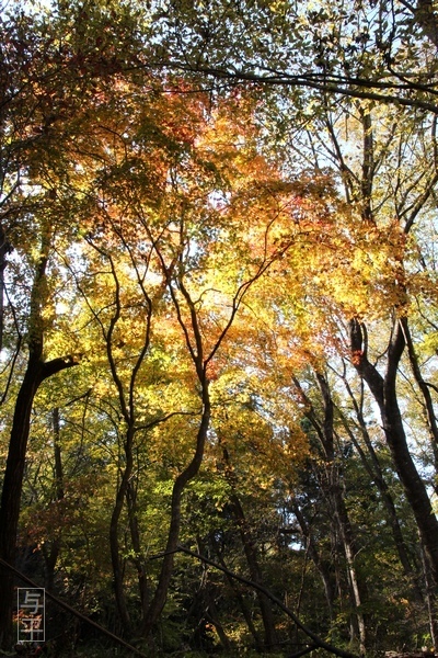 02 96 紅葉、太白山自然観察の森、宮城県仙台市太白区、画像image.jpg