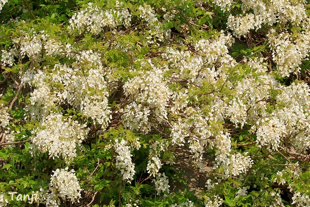 03　野蒜、白いフジの花が生えた岩、宮城県東松島市 TANJI