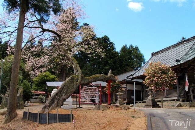 04 96 2017年・狩野英孝・桜田山神社、画像、仙台人が仙台観光をしてるブログ、Tanji.jpg