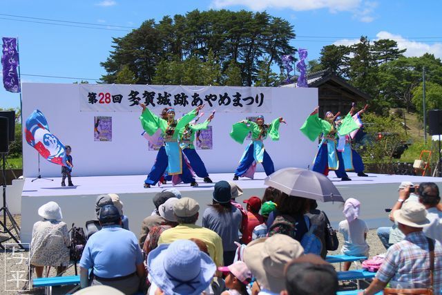 多賀城跡あやめ園・アヤメ（菖蒲）・宮城県多賀城市・タガレンジャー・画像・仙台人が仙台観光をしてるブログ・与平・jpg