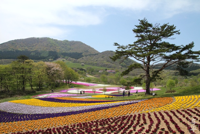 やくらいガーデン・シバザクラ・ビオラ・チューリップ・むすび丸花壇・宮城県・加美町・画像・仙台人が仙台観光をしてるブログ・与平