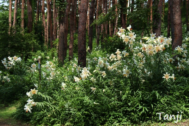 21 2019 96 自生ヤマユリ群生地,昭和万葉の森,宮城県大衡村