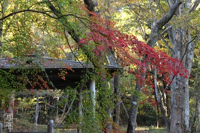 03 96 紅葉、太白山自然観察の森、宮城県仙台市太白区、画像image.jpg