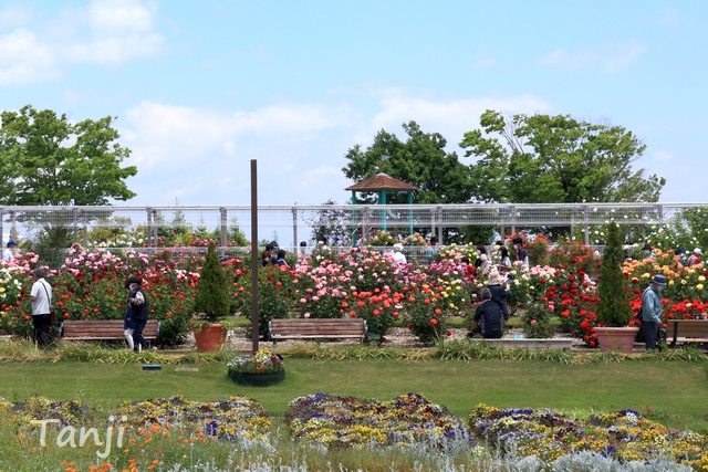 06 96 バラ・せんだい農業園芸センター・宮城県仙台市若林区