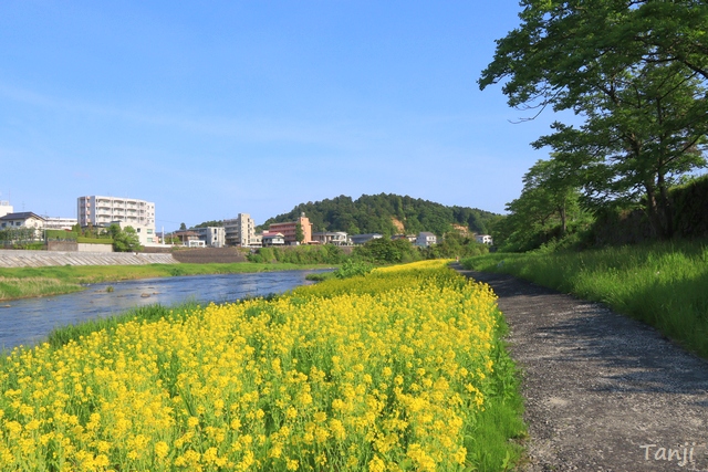 10　ナノハナ西公園追廻地区広瀬川菜の花畑未来の杜仙台