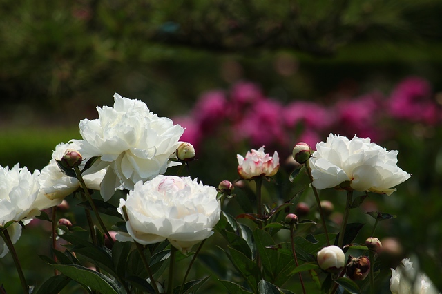 亘理公園シャクヤク・宮城県亘理郡亘理町・画像