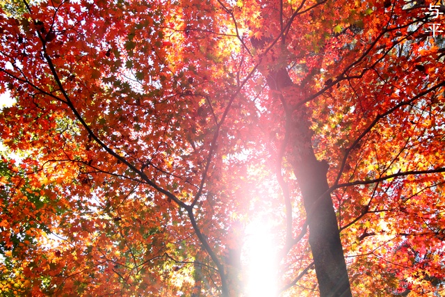 丸森町不動尊公園の紅葉・画像・与平