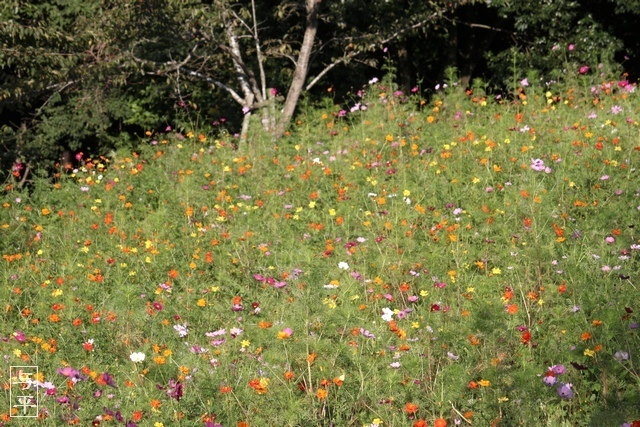 コスモス園・松山御本丸公園・宮城県大崎市・画像、仙台人が仙台観光をしてるブログ、与平