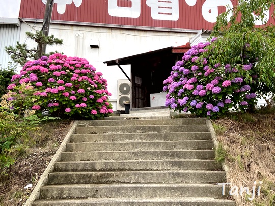 01 94 アジサイ,斎兵衛神社,万代仙台泉店,宮城県仙台市