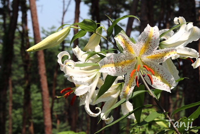 32 2018 96 自生ヤマユリ群生地,昭和万葉の森,宮城県大衡村