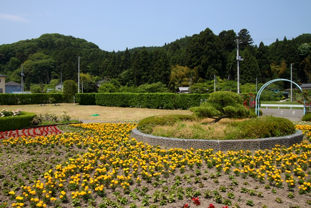 亘理公園シャクヤク・宮城県亘理郡亘理町・画像