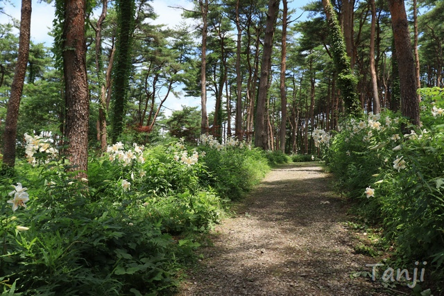 08 96 自生ヤマユリ群生地,昭和万葉の森,宮城県大衡村