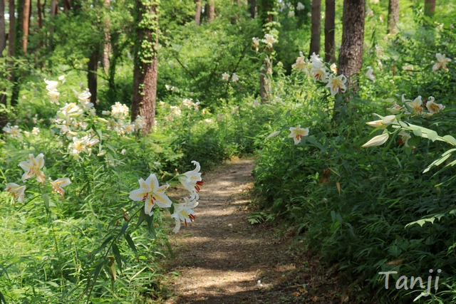 04 96 自生ヤマユリ群生地,昭和万葉の森,宮城県大衡村