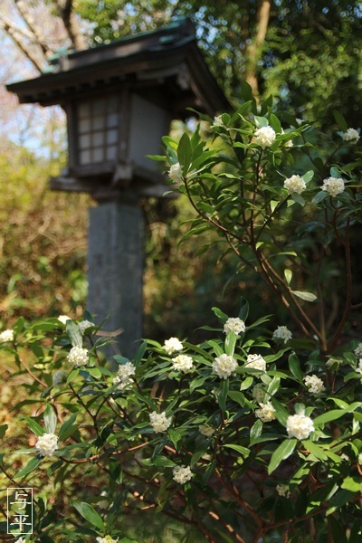 沈丁花、チンチョウゲ、ジンチョウゲ、花、涌谷神社、涌谷町、宮城県、画像、仙台人が仙台観光をしてるブログ、与平