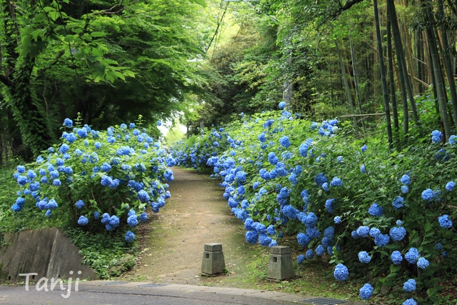 03 96 大年寺山公園アジサイの道、仙台市野草園近く、宮城県仙台市