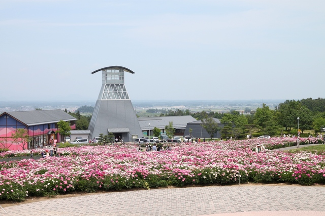 よさこい・スイングパノラマ・色麻町愛宕山シャクヤク園・宮城県加美郡色麻町・与平・仙台人が仙台観光をしてるブログ・画像