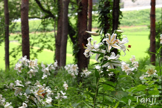 35 2018 96 自生ヤマユリ群生地,昭和万葉の森,宮城県大衡村