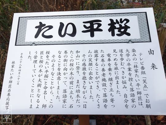 たい平桜・林家たい平・日和山・宮城県石巻市・画像・与平