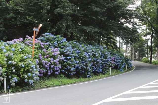 アジサイ（紫陽花）、大獄山興福寺観音堂、宮城県登米市南方町、画像、仙台人が仙台観光をしてるブログ、与平