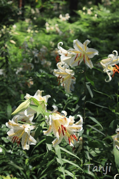 05 96 自生ヤマユリ群生地,昭和万葉の森,宮城県大衡村