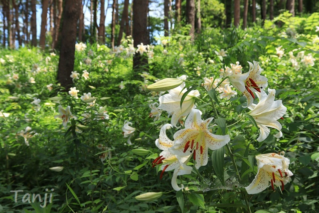 03 96 自生ヤマユリ群生地,昭和万葉の森,宮城県大衡村