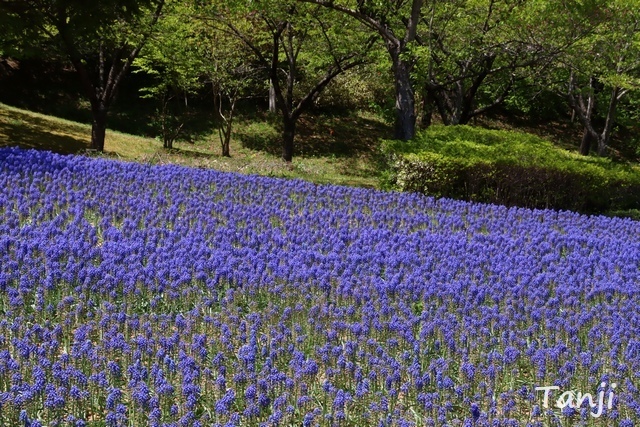 04 96 芝桜（シバザクラ）、スパッシュランドパーク、宮城県白石市、画像.jpg