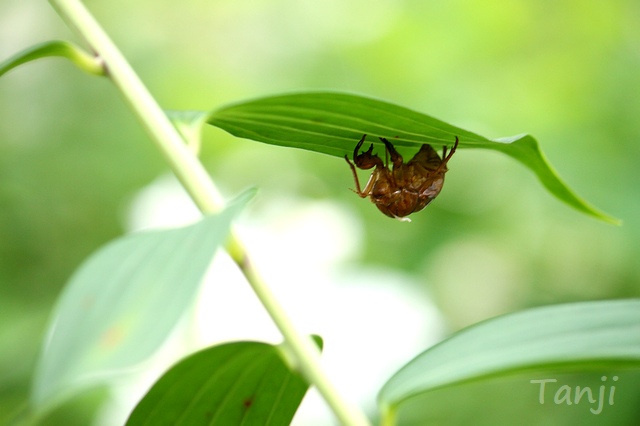 37 2018 96 自生ヤマユリ群生地,昭和万葉の森,宮城県大衡村