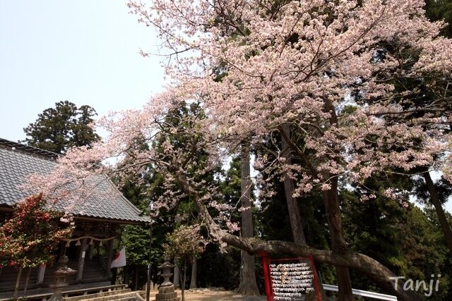 01 98 2010年・狩野英孝・桜田山神社、画像、仙台人が仙台観光をしてるブログ、Tanji.jpg