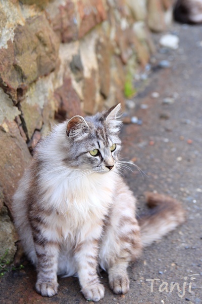 02 画像、猫島、田代島、宮城県、Tashiro-jima、Cat islands、Japan.jpg
